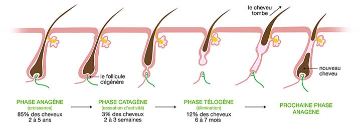schema du cycle des cheveux