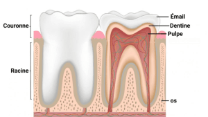 Illustration détaillée de la structure d'une dent, montrant la couronne, la racine, l'émail, la dentine, le sillon gingival et l'os.