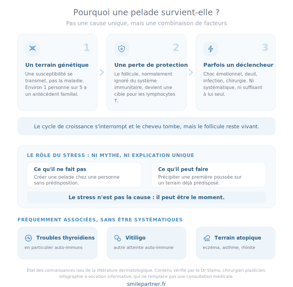 infographie des causes de l'alopécie areata / pelade